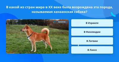 Ханаанская собака: немного дикий, но очень полезный пёс | Пёсико | Дзен