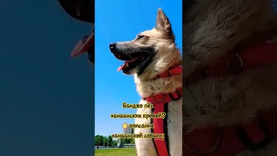 Ханаанская собака - все о собаке, 6 минусов и 9 плюсов породы