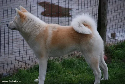 Сеппала сибирская собачка Saarloos wolfdog Ханаанская собака Собака породы  Кот, Кот, млекопитающее, животные, кошка Like Mammal png | Klipartz