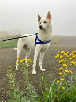 Ханаанская собака. Canaan dog 2024 | ВКонтакте