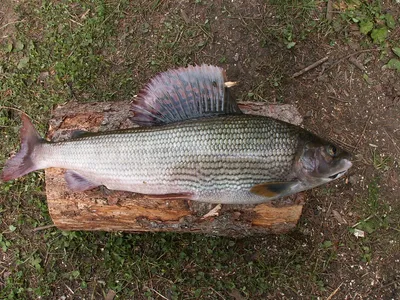 🐟 Хариус купить - рыба хариус цена за кг от 1200 руб в Москве, доставка -  интернет-магазин Дикоед