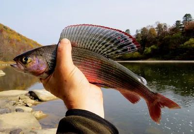 🐟 Купить замороженного хариуса не потрошеного: 1 120 руб за кг - цена в  Москве, доставка - интернет-магазин Дикоед