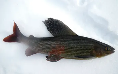 Аляскинский хариус (Thymallus arcticus signifer) | РУССКИЙ ЛОСОСЬ РУССКИЙ  ЛОСОСЬ