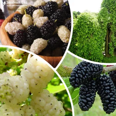 Гид Баку Азербайджан Квартиры on Instagram: \"Хартут - одна из  разновидностей черной шелковицы. Хартут – самый полезный из всех видов  шелковицы. В его составе есть сахар, белки, органические кислоты, пектины,  кальций, железо,