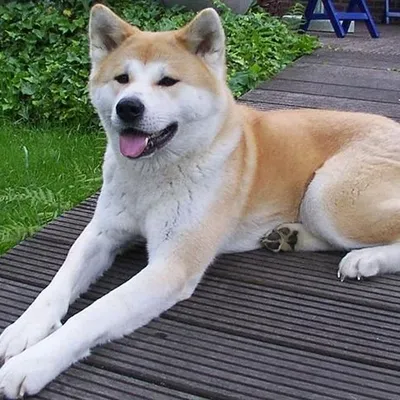 Мой Хатико (2023) - Hachiko - Zhong quan ba gong - 忠犬八公 - постеры фильма -  азиатские фильмы - Кино-Театр.Ру