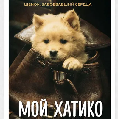 Верный пёс Хатико: символ преданности на станции Сибуя | Nippon.com
