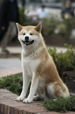 Фото: Хатико: самый верный друг (Hachiko: A Dog's Story) | Фото 10