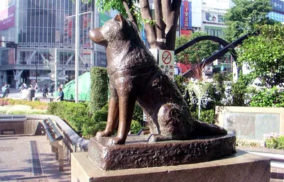 Собака породы Inu Akita хатико. Портрет. Стоковое Изображение - изображение  насчитывающей шерсть, недоверчиво: 187212517