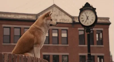 Хатико 100 лет - в Японии вокруг статуи собаки построили комнату- Pets