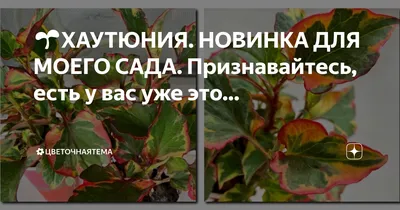 Хаутюния, пахизандра, платикодон, медуница, анемона 2 вида: 70 грн. - Сад /  город Київ на Olx