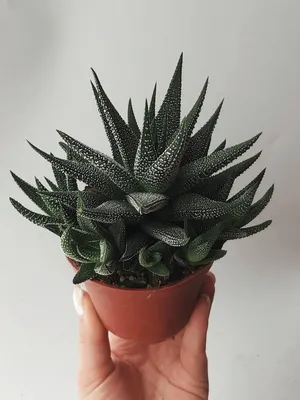 Хавортия (Haworthia) heidelbergensis