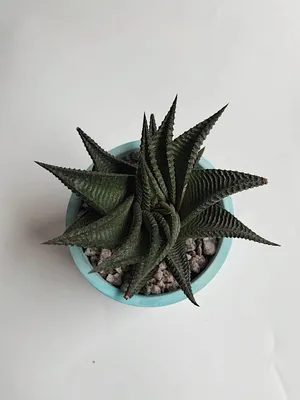 Суккулент - Хавортия Лимифолия Haworthia Limifolia