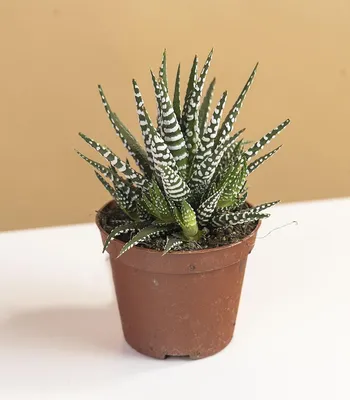 Haworthia viscosa — Вэй Лин — живые цветы, Киев