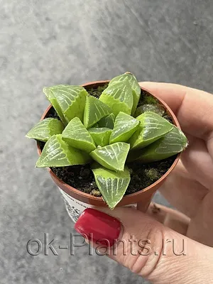 Хавортия Haworthia cuspidata.