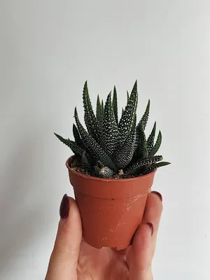 Хавортия Ладьевидная - Haworthia Cymbiformis - Всё для флорариума