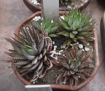 Коллекции растений ЦСБС СО РАН - Haworthia fasciata (Willd.) Haw. – Хавортия  полосатая (по новым данным Haworthiopsis fasciata (Willd.) G.D.Rowley)