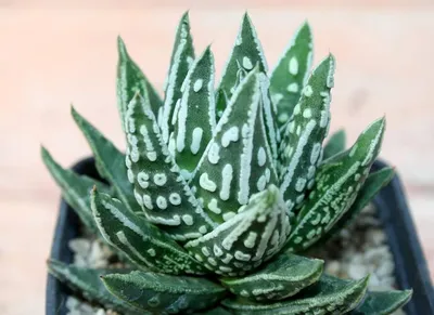 Хавортия (Haworthia) - сорта, выращивание, размножение :: myPlants