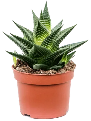 Купить Искусственный суккулент Хавортия в кашпо из гипса, растение для  украшения интерьера дома по выгодной цене в интернет-магазине OZON.ru  (657903086)