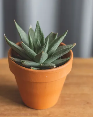 Растение ⌀ 5 Haworthia ATTENUATA 'TANBA' (Хавортия): купить c доставкой  почтой 🌸 Адениум дома