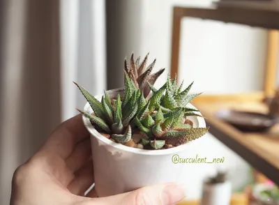 Хавортия ладьевидная (Haworthia cymbiformis), 10см купить, цена в Киеве,  Львове, Одессе | Magic Gardens