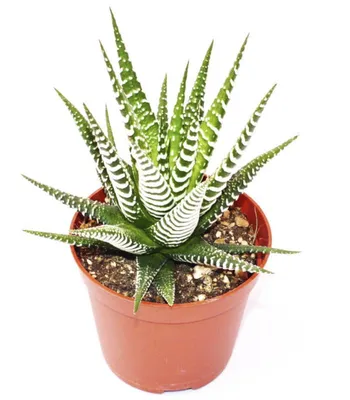 Растение ⌀ 5 Haworthia Haworthia COOPERI 'VENUSTA' маленькая (Хавортия):  купить c доставкой почтой 🌸 Адениум дома