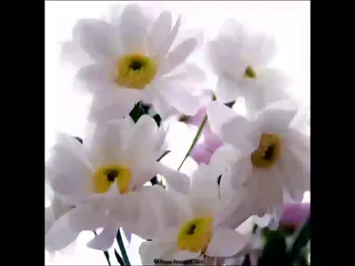 Сания (@sania_bakirova)'s videos with оригинальный звук - Сания | TikTok