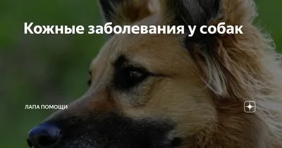 Вет клиника 1 - Хейлетиоз – паразитарное заболевание,... | Facebook