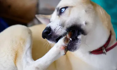 Инвазионные болезни собак - Donik Style Kennel