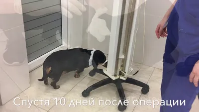 Особенности применении трихоскопии в дерматологической практике при  различных заболеваниях кожного и шерстного покровов у животных. - Донецкий  Ветеринарный Диагностический Центр