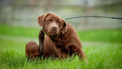 Офтальмо гель (офтальмогель) — ZooFarmAgro