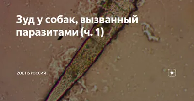 Диагностика и варианты лечения хейлетиоза у собак - Интересное про собак