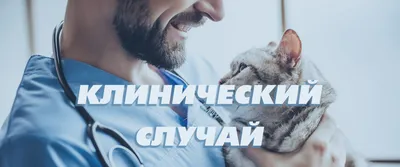 Лысеют уши у таксы! Кто сталкивался? - форум владельцев таксы