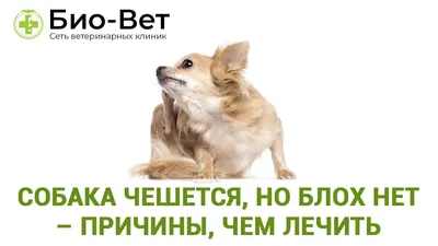 Клинический случай. Холецистодуоденостомии у собаки (создание анастамоза  между желчным пузырем и двенадцатиперстной кишкой). - ВЕТЕРИНАРНАЯ КЛИНИКА  ИМЕНИ АЙВЭНА ФИЛЛМОРА