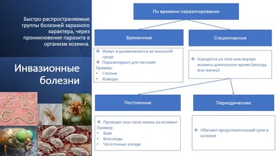 Болезни кошек и собак инфекционные и незаразные - лечение в СПб