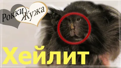 Стоматит кошек | Ветеринарная клиника доктора Шубина