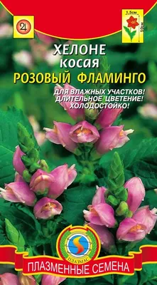 Почему цветок хелоне называют розовым фламинго | Блог деревенского жителя |  Дзен