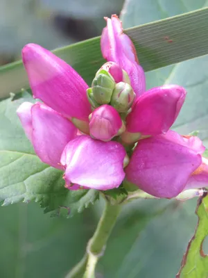 Хелоне косая (Chelone oblique) - «🌿Экзотическое растение из Северной  Америки теперь и в Средней полосе России🌿» | отзывы