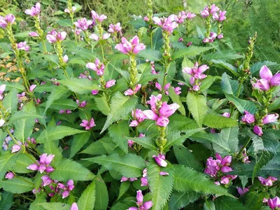 Хелоне косая (Chelone obliqua) - Северная Флора