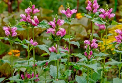 ᐅ Хелоне косая \"Альба\" (Chelone obliqua \"Alba\") купить по цене  производителя ✓доставкой почтой в магазине ❀Пролисок❀ Украина -  Интернет-магазин «Пролисок» - садовые растения почтой