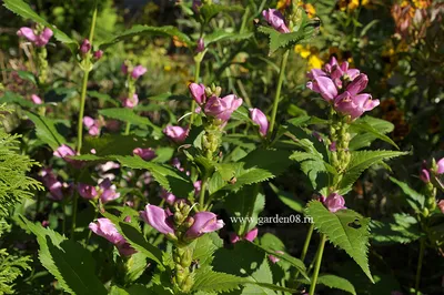 ᐅ Хелоне косая \"Розеа\" (Chelone obliqua \"Rosea\") купить по цене  производителя ✓доставкой почтой в магазине ❀Пролисок❀ Украина -  Интернет-магазин «Пролисок» - садовые растения почтой