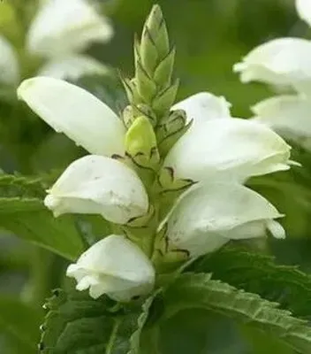 Chelone obliqua - Изображение особи - Плантариум