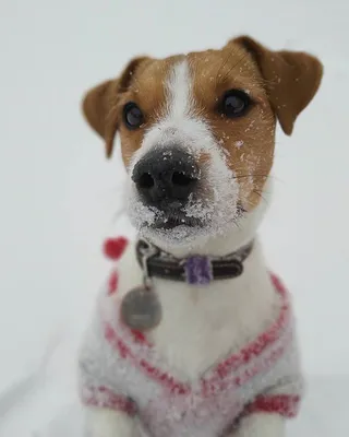 Хэштег #собаки в Instagram • Фото и видео | Dogs, Animals
