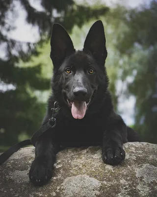 Хэштег #blackgermanshepherd в Instagram • Фото и видео