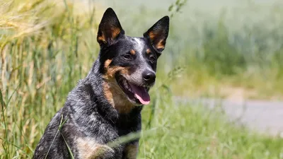 Австралийская пастушья собака: фото, характер, описание породы