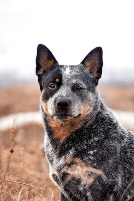 Хилер – характер австралийской пастушьей собаки, описание породы, стандарт,  фото | Блог зоомагазина Zootovary.com