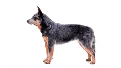 Австралийский хилер - Питомник собак породы австралийский хилер Black  Stranger Kennel