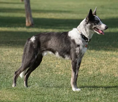 Ланкаширский хилер (Lancashire Heeler) (Породы собак) ланкаширский хилер  купить, ланкаширский хилер фото, ланкаширский хилер цена, щенки  ланкаширский хилер, ланкаширский хилер питомник Энциклопедия о животных  EGIDA.BY