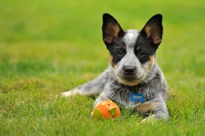Австралийский хилер собака: описание, характер, фото, цена