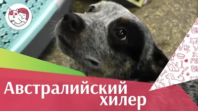 Рассказываю о породе австралийский хилер🐕🔥 | Всё про собак🐕✨ | Дзен