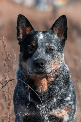 Австралийский хилер (Голубой хилер) - описание породы собак: характер,  особенности поведения, размер, отзывы и фото - Питомцы Mail.ru